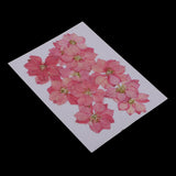 Maxbell 22 Pieces Natural Delphinium Rose Real Pressed Dried Flowers for DIY Craft