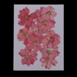 Maxbell 22 Pieces Natural Delphinium Rose Real Pressed Dried Flowers for DIY Craft