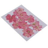 Maxbell 22 Pieces Natural Delphinium Rose Real Pressed Dried Flowers for DIY Craft