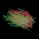 Maxbell 54pcs Natural Pressed Dried Flowers and Leaves Art Craft Supplies Decors