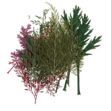 Maxbell 54pcs Natural Pressed Dried Flowers and Leaves Art Craft Supplies Decors