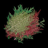 Maxbell 54pcs Natural Pressed Dried Flowers and Leaves Art Craft Supplies Decors