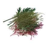 Maxbell 54pcs Natural Pressed Dried Flowers and Leaves Art Craft Supplies Decors