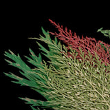 Maxbell 54pcs Natural Pressed Dried Flowers and Leaves Art Craft Supplies Decors