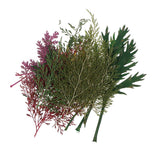 Maxbell 54pcs Natural Pressed Dried Flowers and Leaves Art Craft Supplies Decors