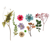 Maxbell 54pcs Natural Pressed Dried Flowers and Leaves Art Craft Supplies Decors