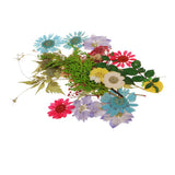 Maxbell 54pcs Natural Pressed Dried Flowers and Leaves Art Craft Supplies Decors