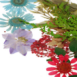 Maxbell 54pcs Natural Pressed Dried Flowers and Leaves Art Craft Supplies Decors