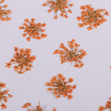 Maxbell 16x None Branch +10 Pcs Branched Pressed Dried Flowers DIY Embossed Flower