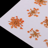 Maxbell 16x None Branch +10 Pcs Branched Pressed Dried Flowers DIY Embossed Flower