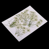 Maxbell 16x None Branch +10 Pcs Branched Pressed Dried Flowers DIY Embossed Flower