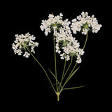 Maxbell 16x None Branch +10 Pcs Branched Pressed Dried Flowers DIY Embossed Flower