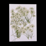 Maxbell 16x None Branch +10 Pcs Branched Pressed Dried Flowers DIY Embossed Flower