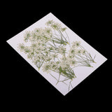 Maxbell 16x None Branch +10 Pcs Branched Pressed Dried Flowers DIY Embossed Flower