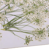 Maxbell 16x None Branch +10 Pcs Branched Pressed Dried Flowers DIY Embossed Flower