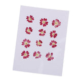 Maxbell 22 Pieces Forget-me-not Verbena Real Pressed Dried Flowers for Nail Art