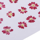 Maxbell 22 Pieces Forget-me-not Verbena Real Pressed Dried Flowers for Nail Art