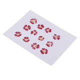 Maxbell 22 Pieces Forget-me-not Verbena Real Pressed Dried Flowers for Nail Art