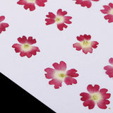 Maxbell 22 Pieces Forget-me-not Verbena Real Pressed Dried Flowers for Nail Art