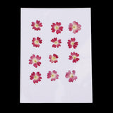 Maxbell 22 Pieces Forget-me-not Verbena Real Pressed Dried Flowers for Nail Art