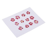 Maxbell 22 Pieces Forget-me-not Verbena Real Pressed Dried Flowers for Nail Art
