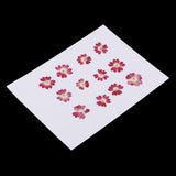 Maxbell 22 Pieces Forget-me-not Verbena Real Pressed Dried Flowers for Nail Art