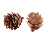 Maxbell 16 Pcs Dried  Pressed Dried Flowers+30 Pcs Real Natural Small Pine Cones