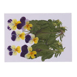 Maxbell 16 Pieces Assorted Natural Pressed Dried Flowers DIY Scrapbooking Art Crafts