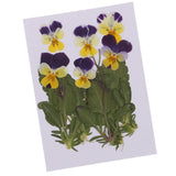Maxbell 16 Pieces Assorted Natural Pressed Dried Flowers DIY Scrapbooking Art Crafts