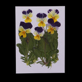 Maxbell 16 Pieces Assorted Natural Pressed Dried Flowers DIY Scrapbooking Art Crafts