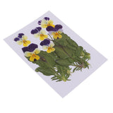Maxbell 16 Pieces Assorted Natural Pressed Dried Flowers DIY Scrapbooking Art Crafts