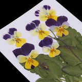 Maxbell 16 Pieces Assorted Natural Pressed Dried Flowers DIY Scrapbooking Art Crafts