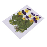 Maxbell 16 Pieces Assorted Natural Pressed Dried Flowers DIY Scrapbooking Art Crafts