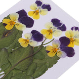 Maxbell 16 Pieces Assorted Natural Pressed Dried Flowers DIY Scrapbooking Art Crafts
