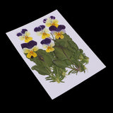 Maxbell 16 Pieces Assorted Natural Pressed Dried Flowers DIY Scrapbooking Art Crafts
