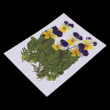 Maxbell 16 Pieces Assorted Natural Pressed Dried Flowers DIY Scrapbooking Art Crafts