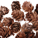 Maxbell 60 Pieces Mixed Natural Pine Cones Dried Table Ornament Home Decoration DIY