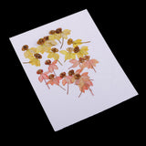 Maxbell 40 Pieces Real Pressed Dried Flowers DIY Art Crafts Scrapbooking Card Making