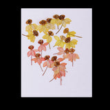 Maxbell 40 Pieces Real Pressed Dried Flowers DIY Art Crafts Scrapbooking Card Making