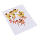 Maxbell 40 Pieces Real Pressed Dried Flowers DIY Art Crafts Scrapbooking Card Making
