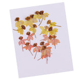 Maxbell 40 Pieces Real Pressed Dried Flowers DIY Art Crafts Scrapbooking Card Making