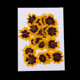 Maxbell 40 Pieces Real Pressed Dried Flowers DIY Art Crafts Scrapbooking Card Making