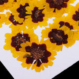 Maxbell 40 Pieces Real Pressed Dried Flowers DIY Art Crafts Scrapbooking Card Making