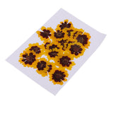 Maxbell 40 Pieces Real Pressed Dried Flowers DIY Art Crafts Scrapbooking Card Making