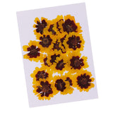 Maxbell 40 Pieces Real Pressed Dried Flowers DIY Art Crafts Scrapbooking Card Making