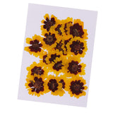 Maxbell 40 Pieces Real Pressed Dried Flowers DIY Art Crafts Scrapbooking Card Making