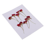 Maxbell 10 Pieces Natural Real Dried Flower Half Cut Rose Flower for DIY Card Making Decoration Jewelry Making Craft - Aladdin Shoppers