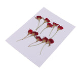 Maxbell 10 Pieces Natural Real Dried Flower Half Cut Rose Flower for DIY Card Making Decoration Jewelry Making Craft - Aladdin Shoppers