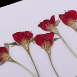 Maxbell 10 Pieces Natural Real Dried Flower Half Cut Rose Flower for DIY Card Making Decoration Jewelry Making Craft - Aladdin Shoppers