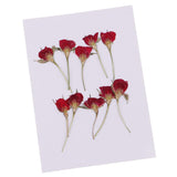 Maxbell 10 Pieces Natural Real Dried Flower Half Cut Rose Flower for DIY Card Making Decoration Jewelry Making Craft - Aladdin Shoppers